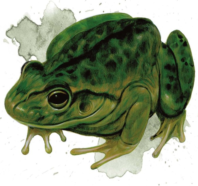 An illustration of a small green frog with black spots on its back. Not a monster. Just a frog.